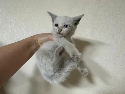 한국 고양이 사진
