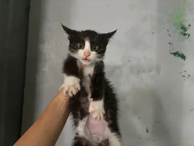 한국 고양이 사진