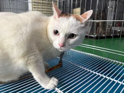 한국 고양이 사진