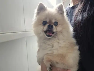 포메라니안 사진