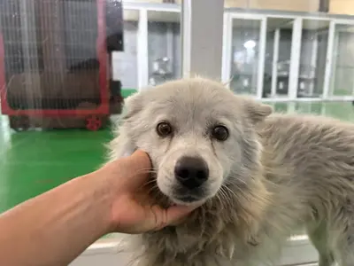 믹스견 사진