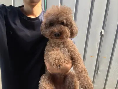 푸들 사진