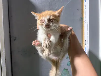 한국 고양이 사진