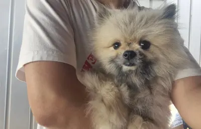 포메라니안 사진