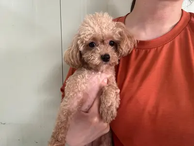 푸들 사진