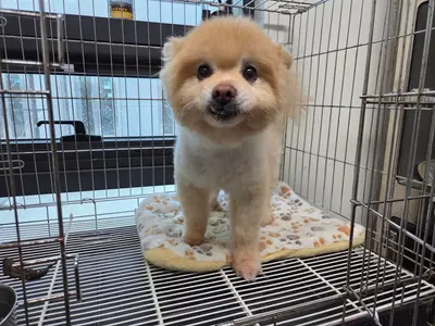 포메라니안 사진