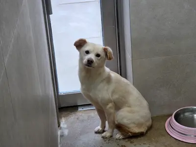 믹스견 사진