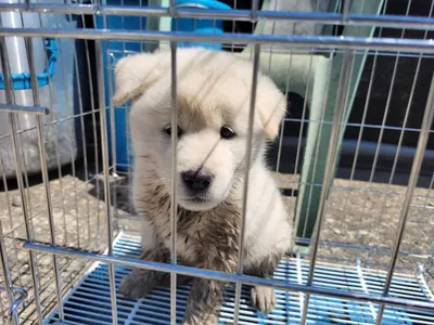 믹스견 사진