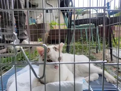 한국 고양이 사진