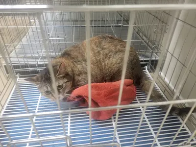 한국 고양이 사진