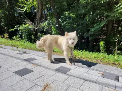믹스견 사진