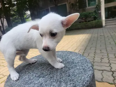 믹스견 사진