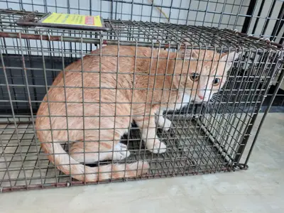 한국 고양이 사진