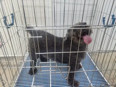 푸들 사진