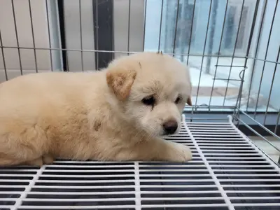 믹스견 사진