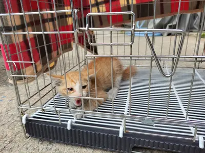 한국 고양이 사진
