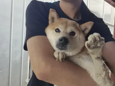 시바 사진