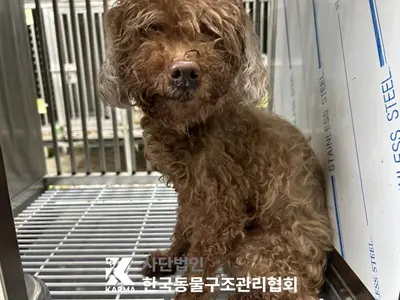 푸들 사진