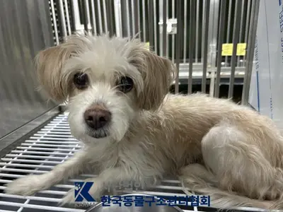 믹스견 사진
