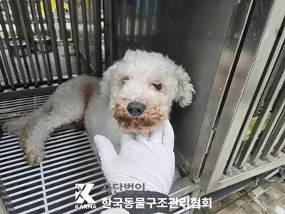 비숑 프리제 사진