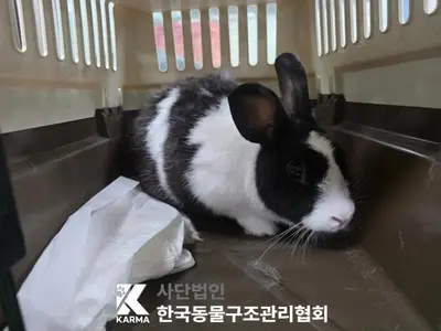 기타축종 사진