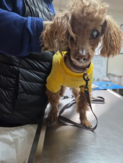 푸들 사진