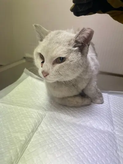 터키시 앙고라 사진