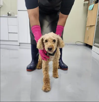 푸들 사진