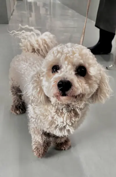 푸들 사진