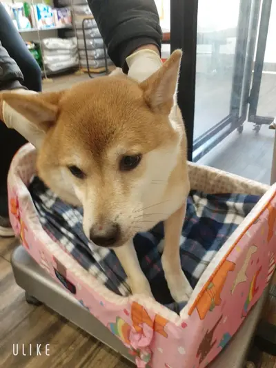 시바 사진