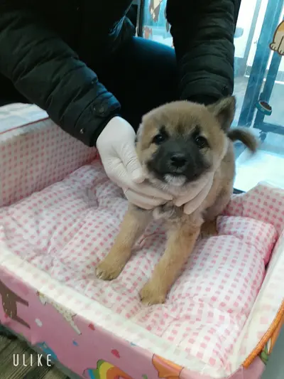 믹스견 사진