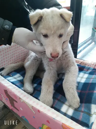 믹스견 사진