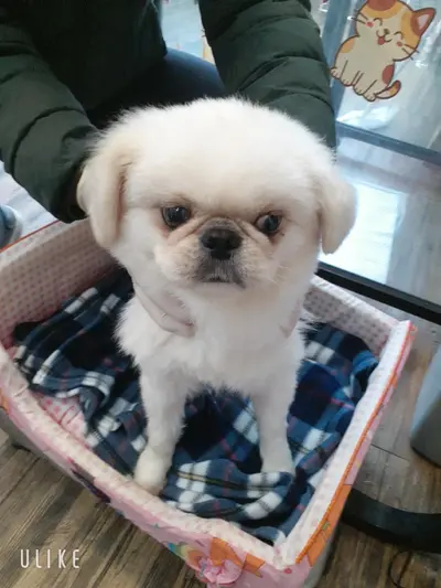 페키니즈 사진