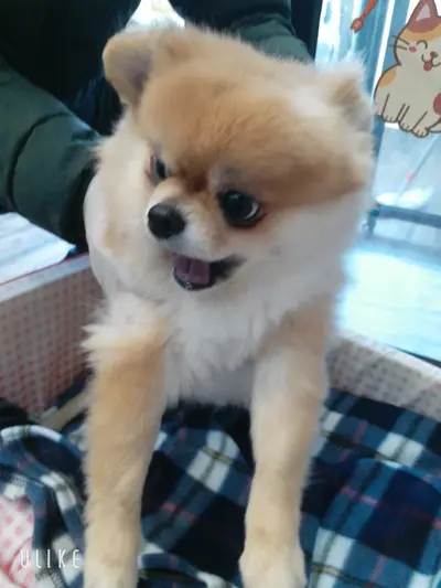 포메라니안 사진