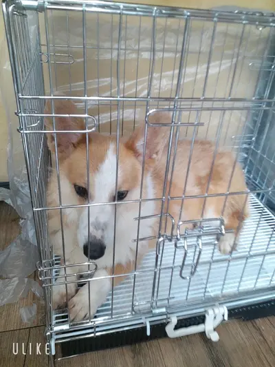 웰시 코기 카디건 사진