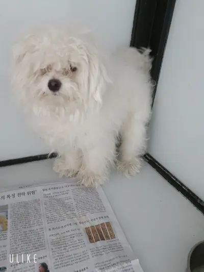 말티즈 사진