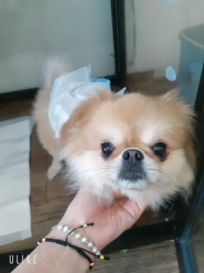 치와와 사진