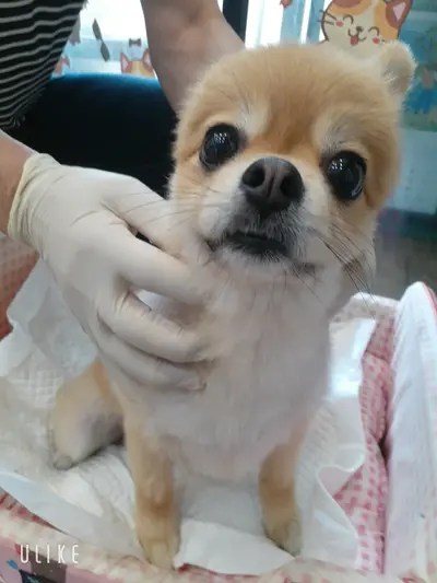 포메라니안 사진