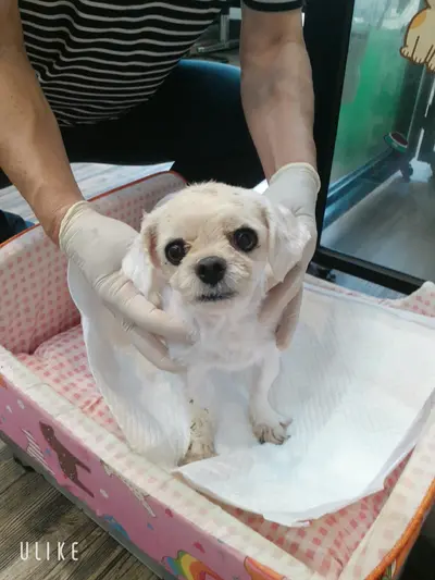 말티즈 사진