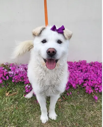 믹스견 사진