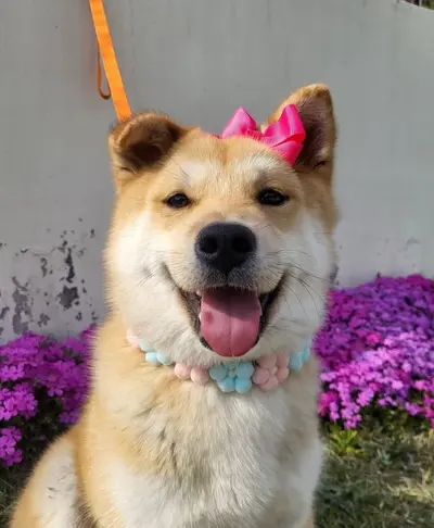 믹스견 사진