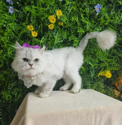 페르시안 사진