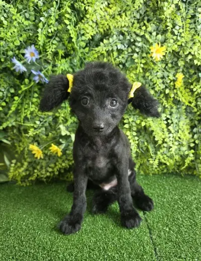 푸들 사진