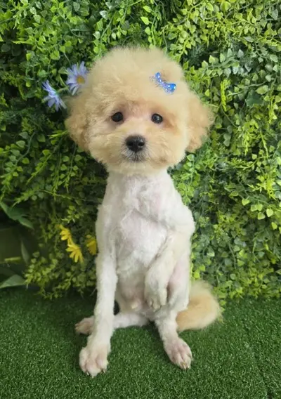 푸들 사진