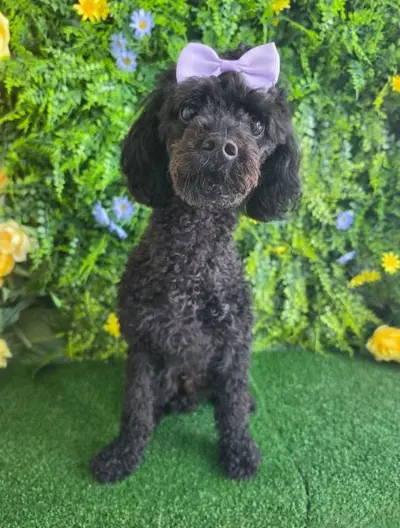 푸들 사진