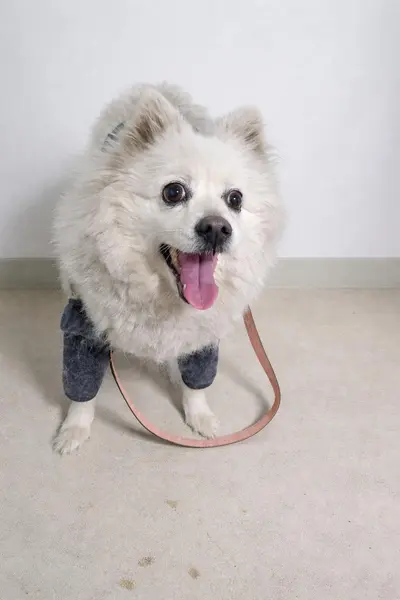 믹스견 사진