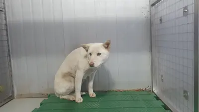 믹스견 사진