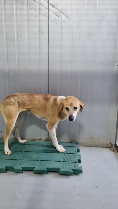 믹스견 사진