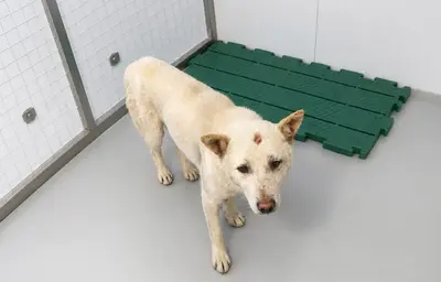 믹스견 사진