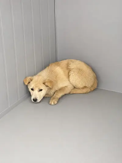 믹스견 사진